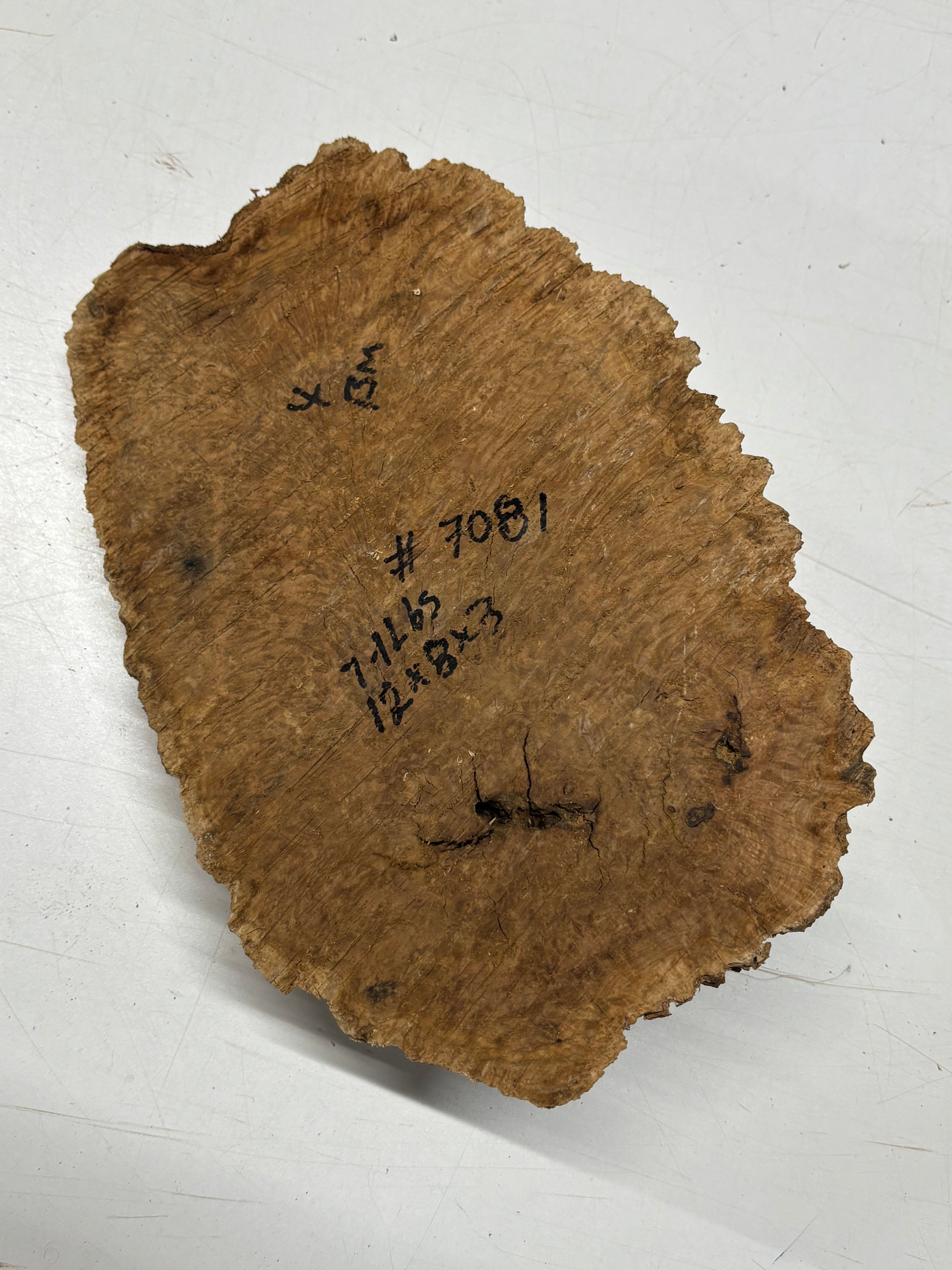 Brown Mallee Burl Cap 12" x 8" x 3" 7.1 Lbs #7081 - Exotic Wood Zone