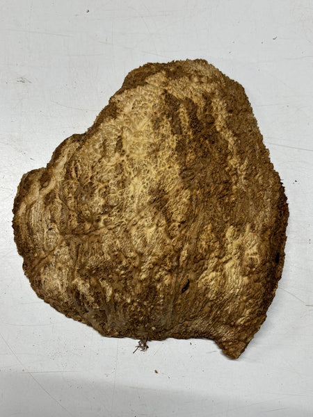 Brown Mallee Burl Cap 12" x 10" x 2" 5.5 Lbs #7082 - Exotic Wood Zone