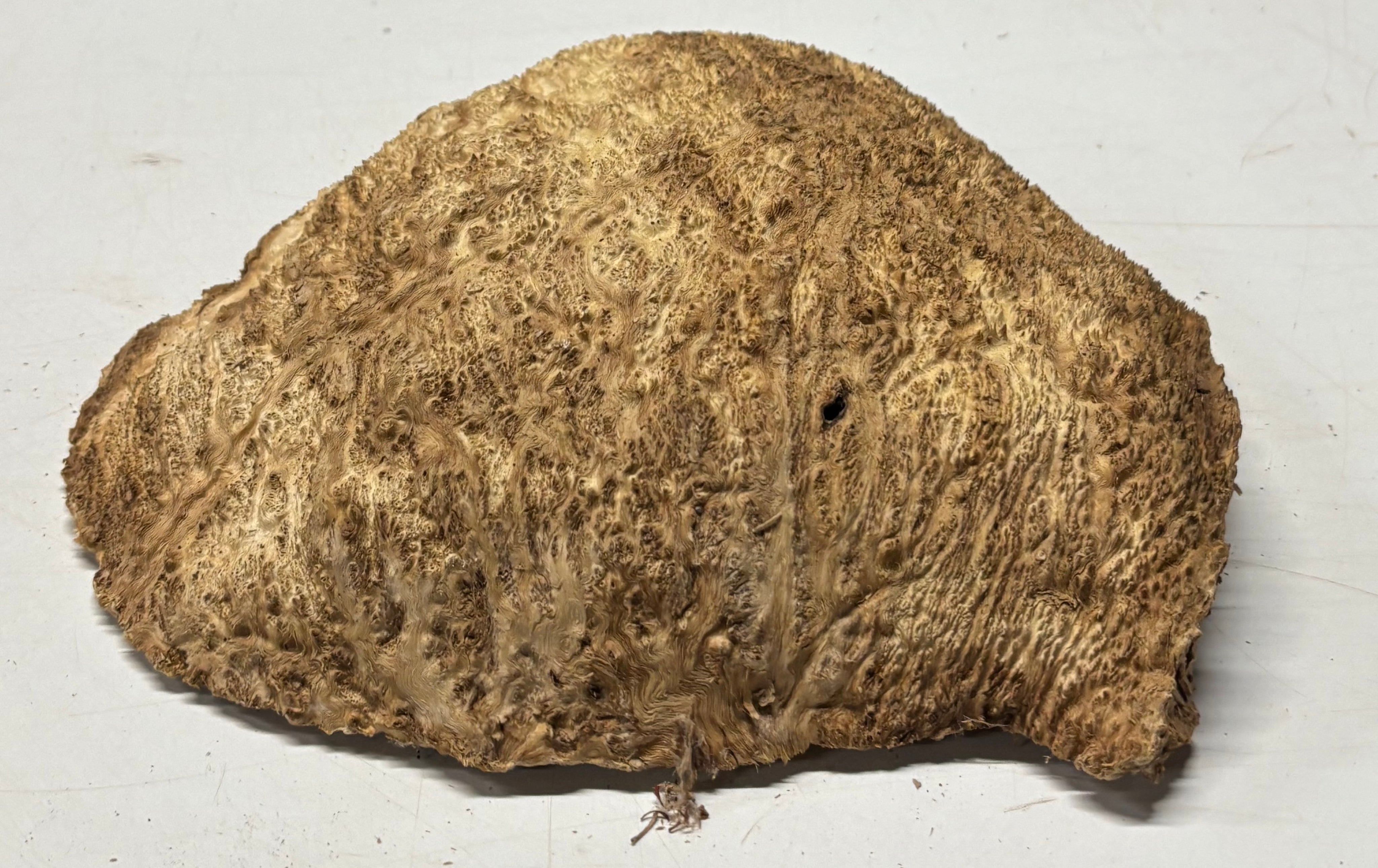 Brown Mallee Burl Cap 12" x 10" x 2" 5.5 Lbs #7082 - Exotic Wood Zone