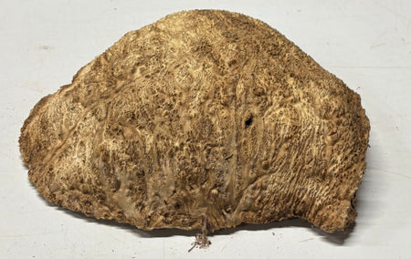 Brown Mallee Burl Cap 12" x 10" x 2" 5.5 Lbs #7082 - Exotic Wood Zone