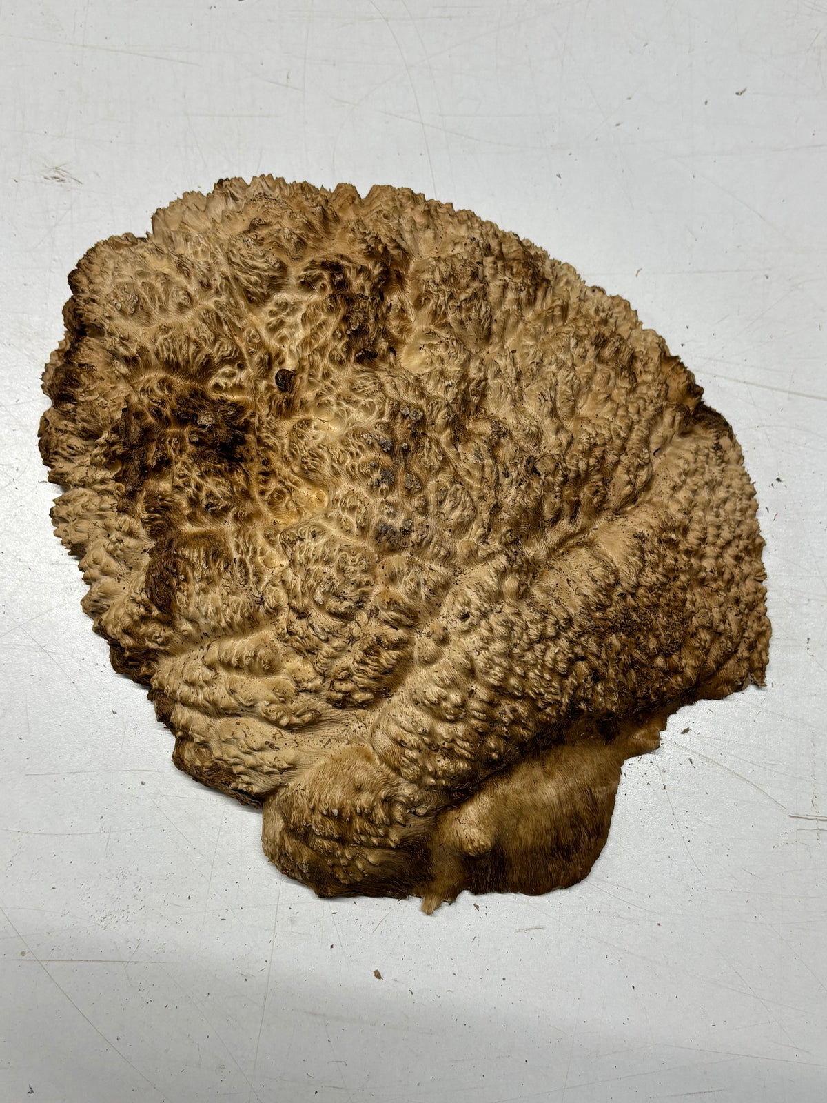 Brown Mallee Burl Cap 11" x 9" x 2" 5.5 Lbs #7083 - Exotic Wood Zone