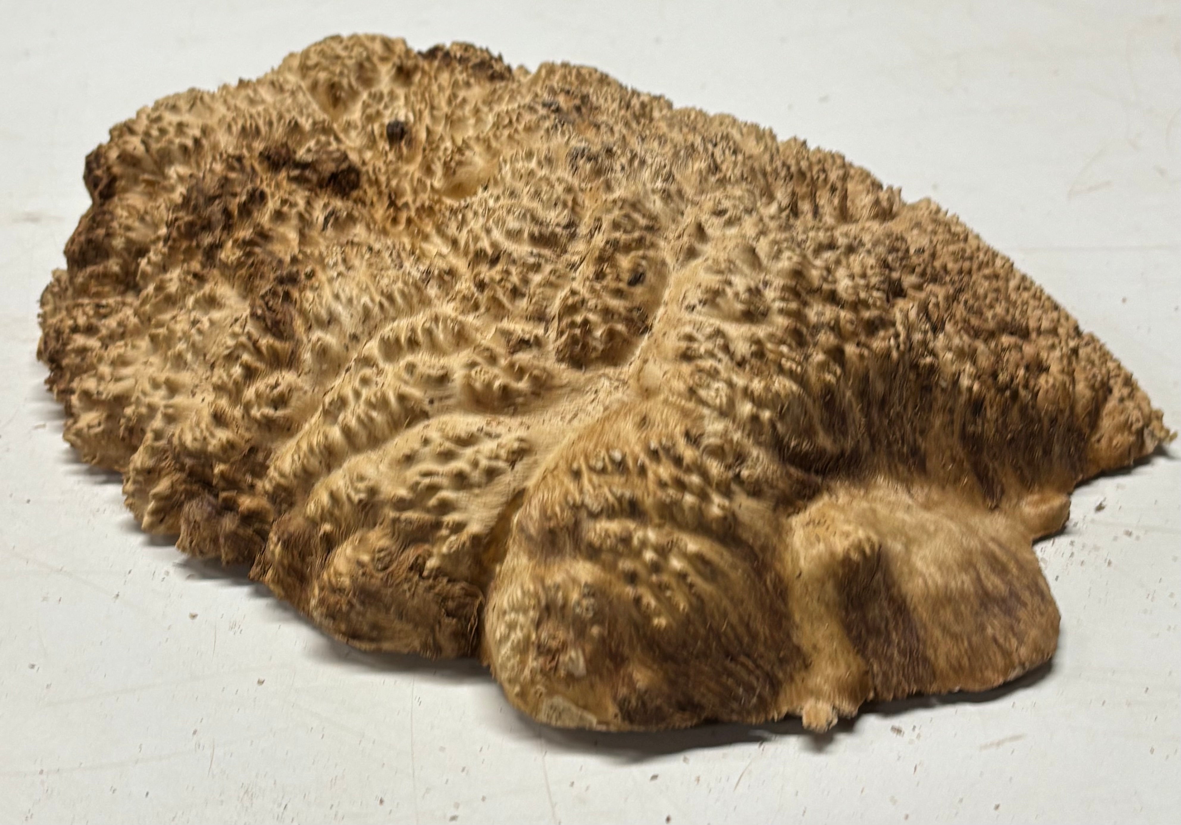Brown Mallee Burl Cap 11" x 9" x 2" 5.5 Lbs #7083 - Exotic Wood Zone