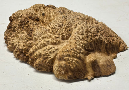 Brown Mallee Burl Cap 11" x 9" x 2" 5.5 Lbs #7083 - Exotic Wood Zone