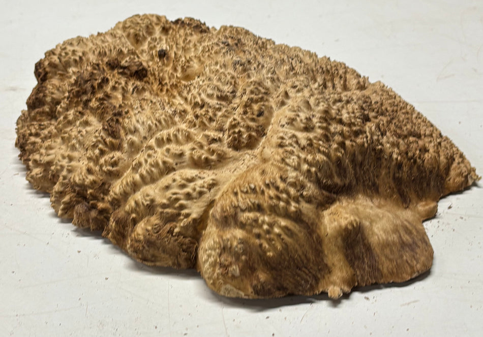 Brown Mallee Burl Cap 11" x 9" x 2" 5.5 Lbs #7083 - Exotic Wood Zone