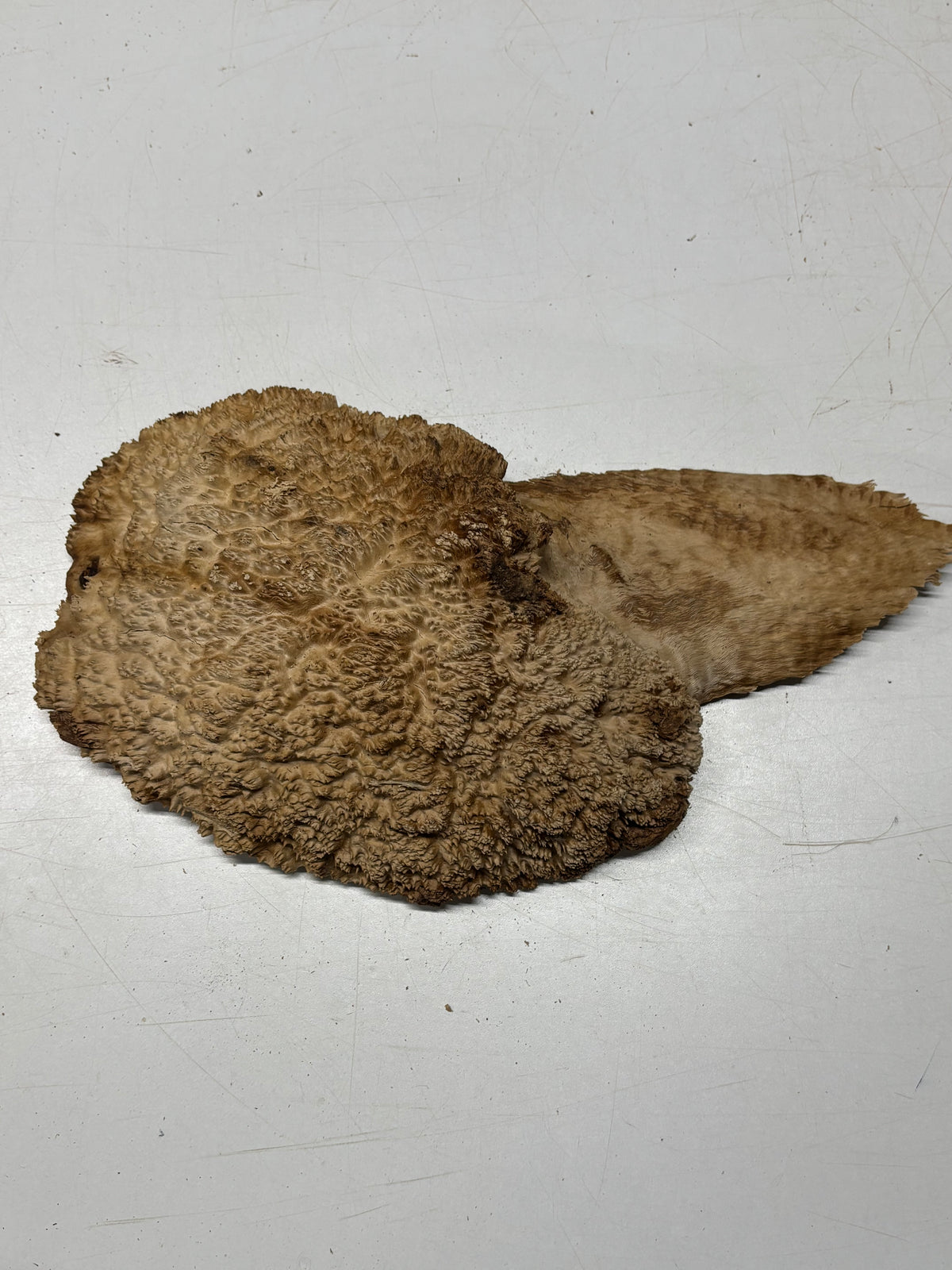 Brown Mallee Burl Cap 11" x 8" x 2.5" 5.8 Lbs #7084 - Exotic Wood Zone