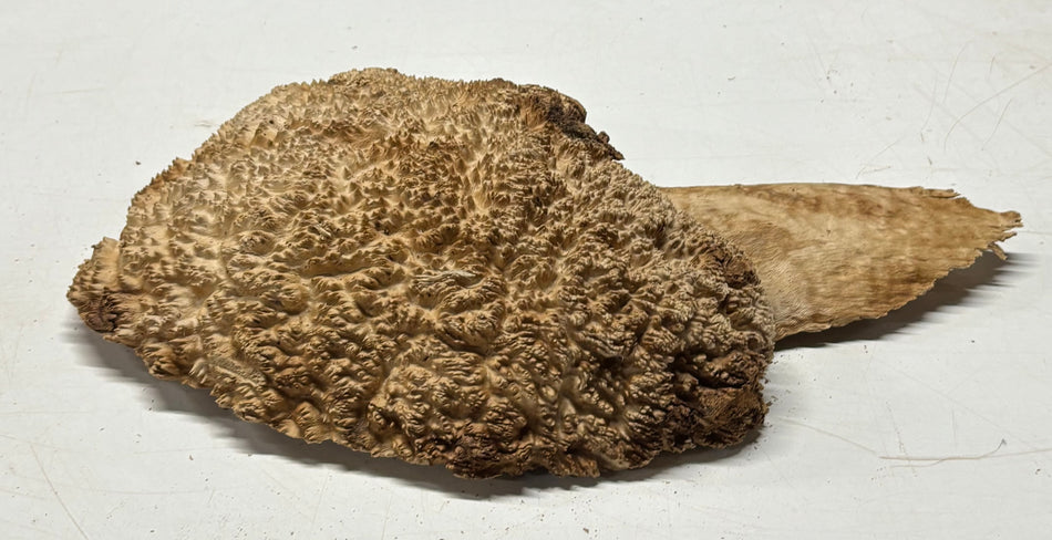 Brown Mallee Burl Cap 11" x 8" x 2.5" 5.8 Lbs #7084 - Exotic Wood Zone