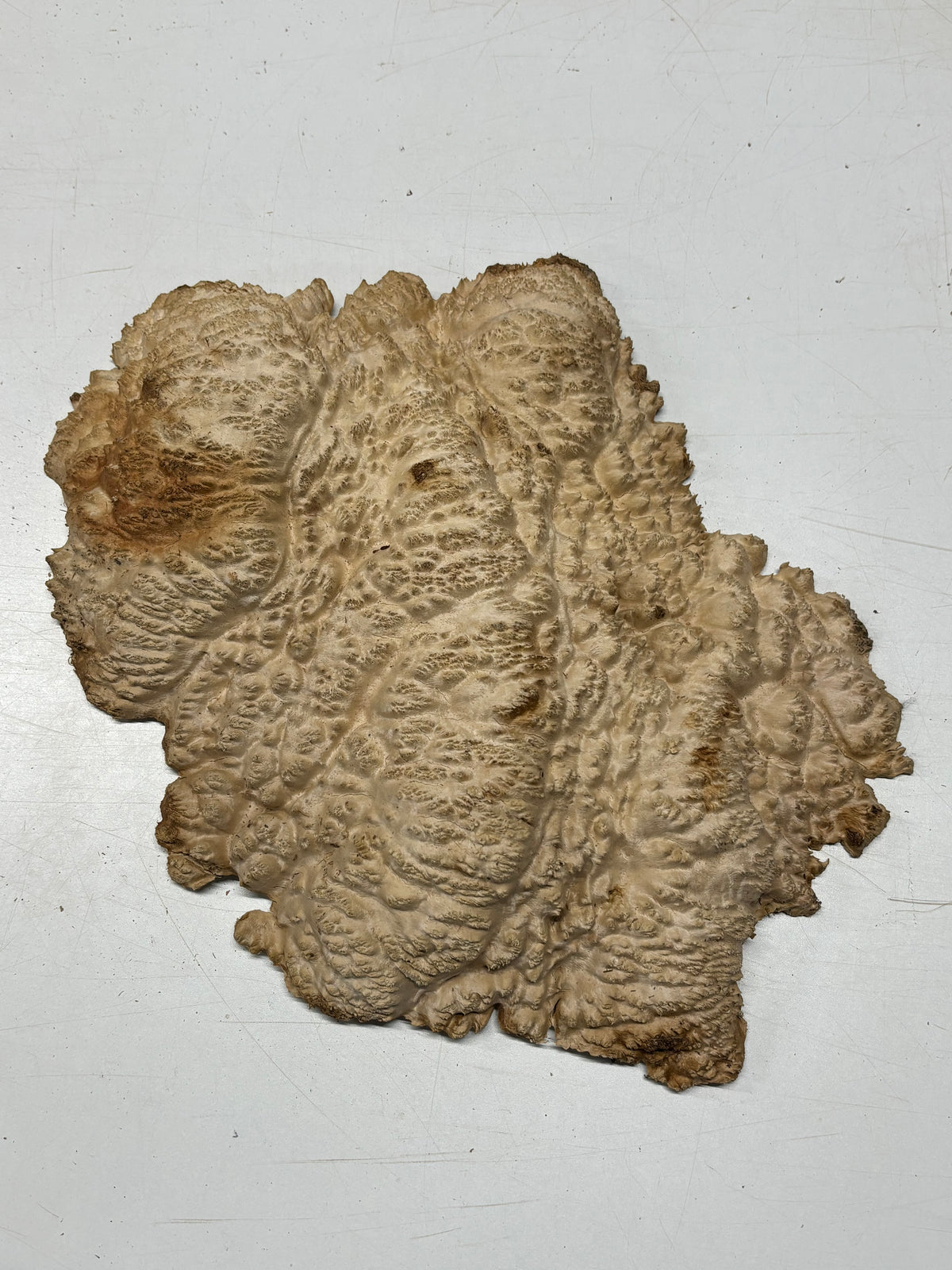 Brown Mallee Burl Cap 15" x 11" x 2.5" 6.8 Lbs #7085 - Exotic Wood Zone