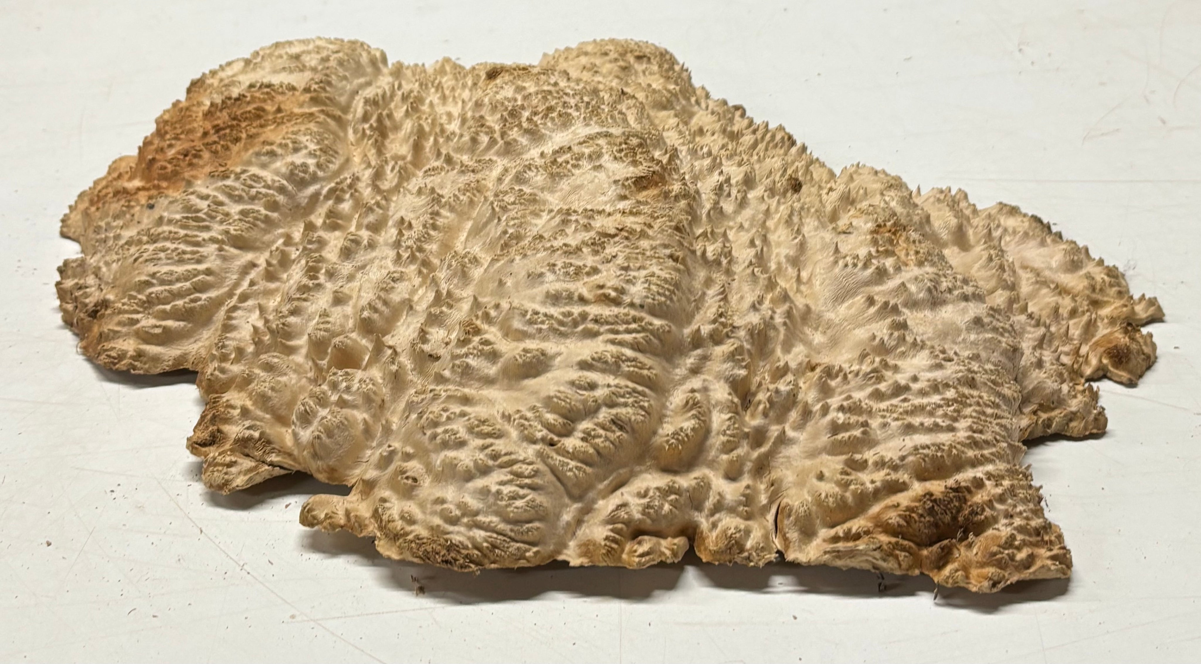Brown Mallee Burl Cap 15" x 11" x 2.5" 6.8 Lbs #7085 - Exotic Wood Zone