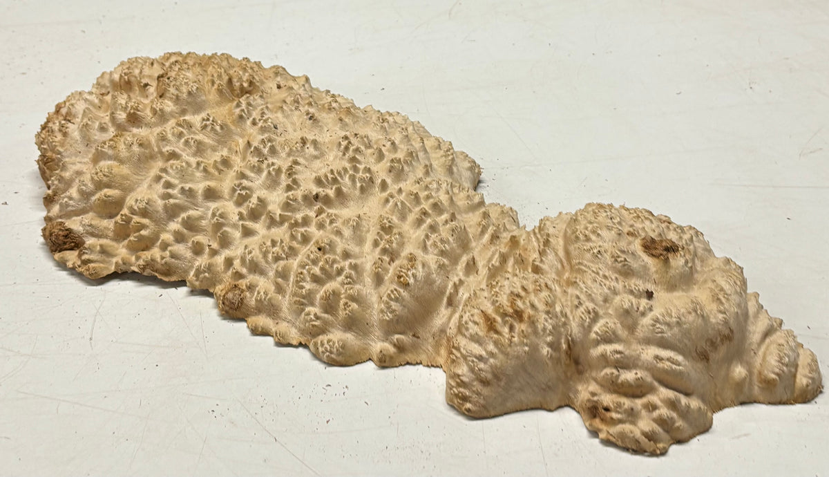 Brown Mallee Burl Cap 18" x 8" x 3" 5.7 Lbs #7086 - Exotic Wood Zone
