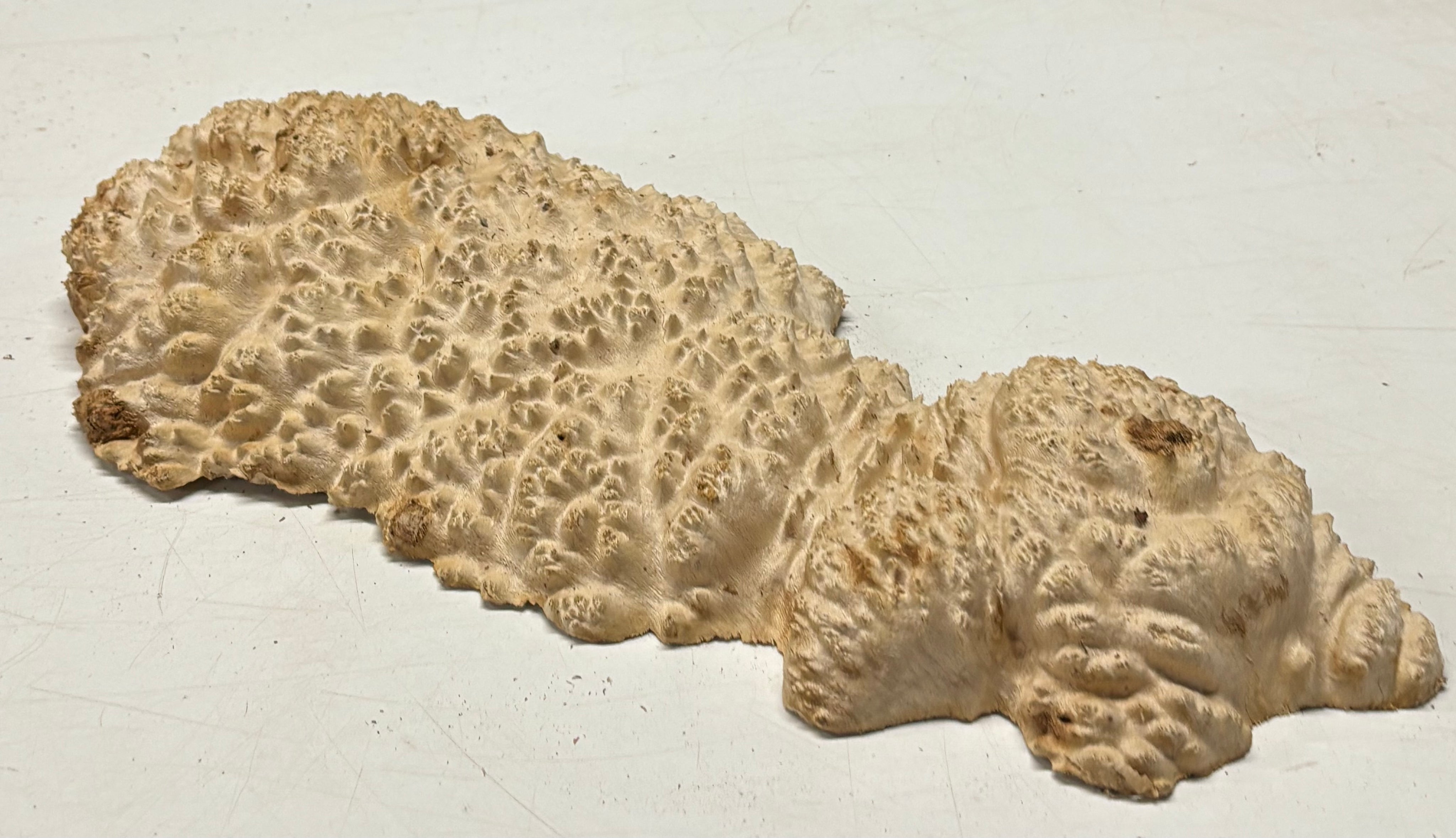 Brown Mallee Burl Cap 18" x 8" x 3" 5.7 Lbs #7086 - Exotic Wood Zone