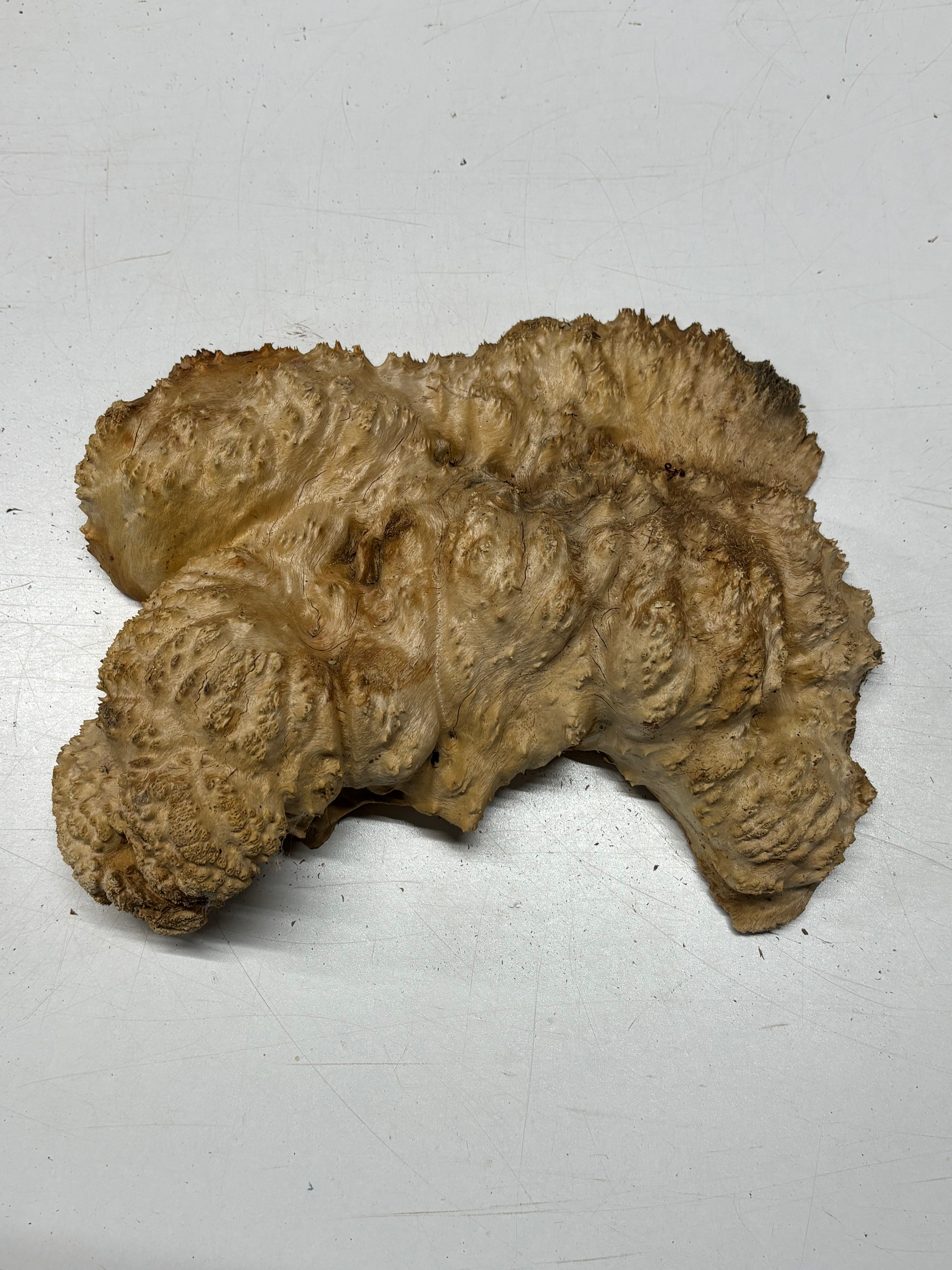 Brown Mallee Burl Cap 12" x 7" x 3" 6.5 Lbs #7087 - Exotic Wood Zone