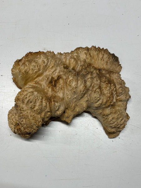 Brown Mallee Burl Cap 12" x 7" x 3" 6.5 Lbs #7087 - Exotic Wood Zone