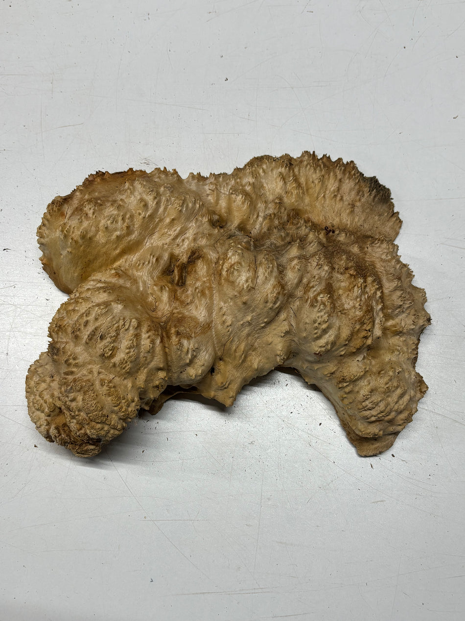 Brown Mallee Burl Cap 12" x 7" x 3" 6.5 Lbs #7087 - Exotic Wood Zone