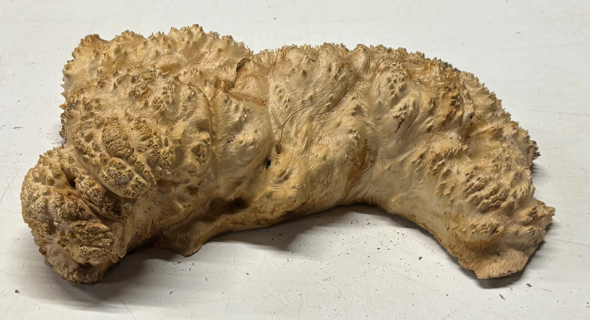 Brown Mallee Burl Cap 12" x 7" x 3" 6.5 Lbs #7087 - Exotic Wood Zone