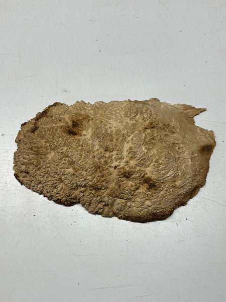 Brown Mallee Burl Cap 14" x 8" x 2" 6.3 Lbs #7088 - Exotic Wood Zone