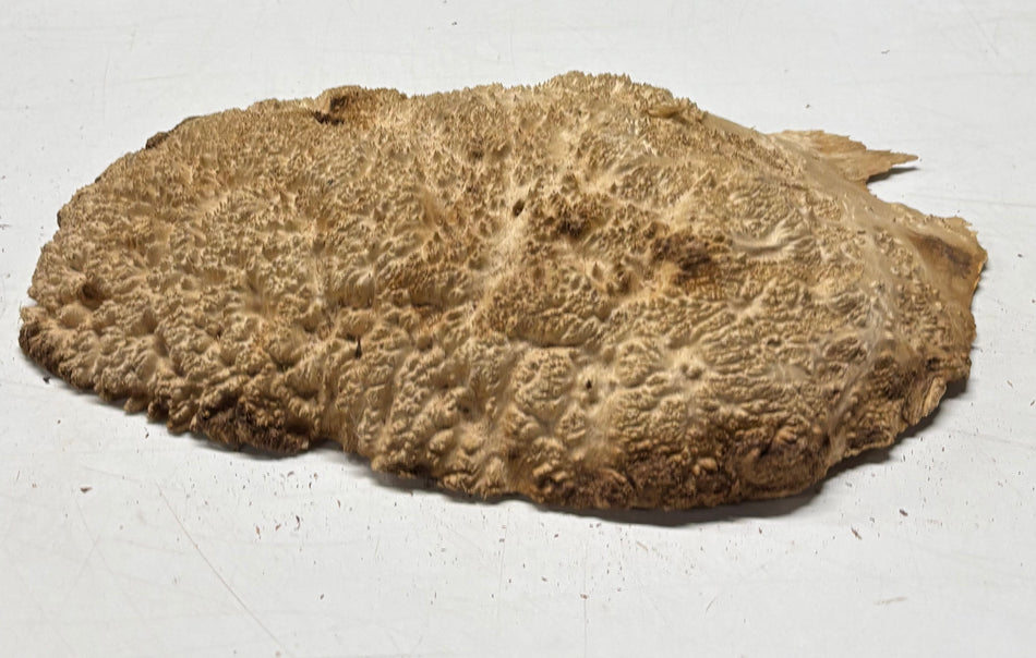 Brown Mallee Burl Cap 14" x 8" x 2" 6.3 Lbs #7088 - Exotic Wood Zone