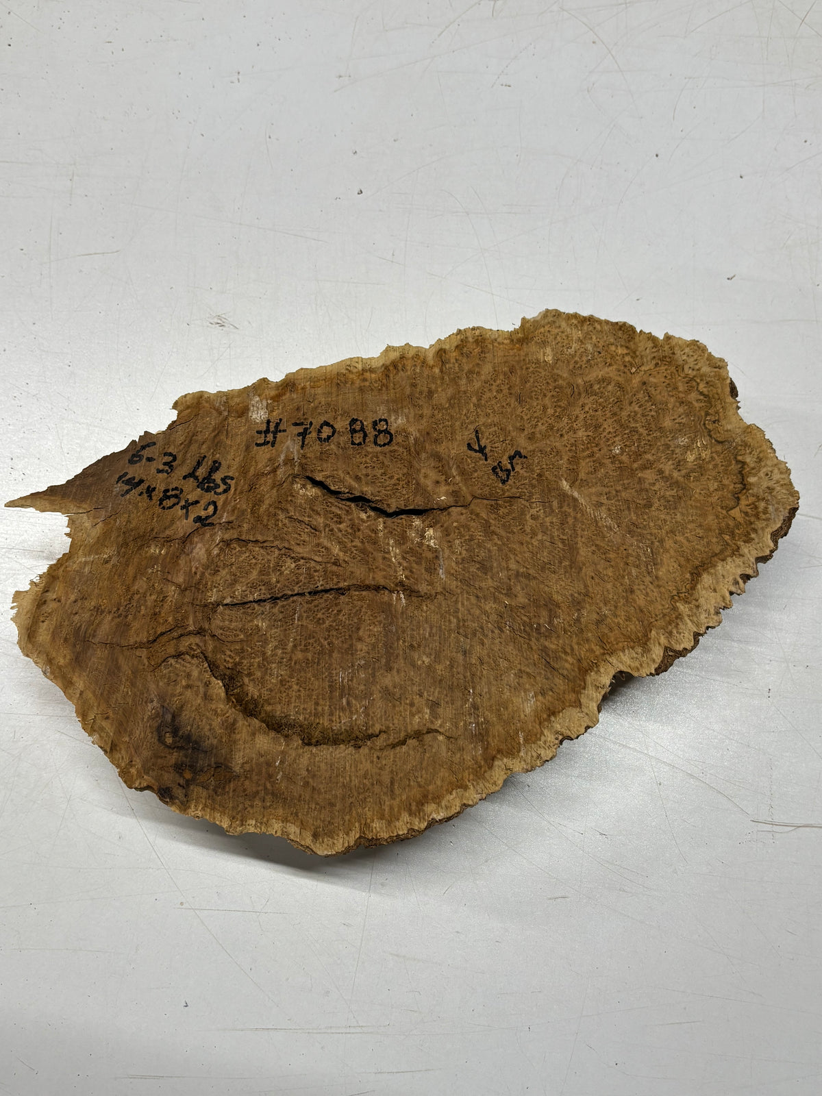 Brown Mallee Burl Cap 14" x 8" x 2" 6.3 Lbs #7088 - Exotic Wood Zone