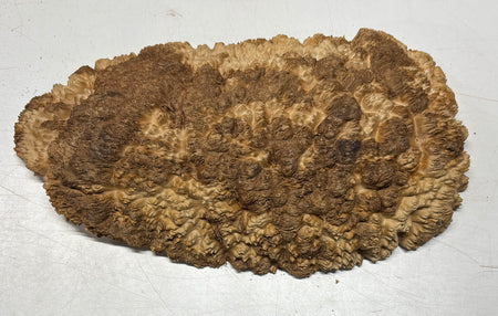 Brown Mallee Burl Cap 15.5" x 7.5" x 2" 7.4 Lbs #7089 - Exotic Wood Zone