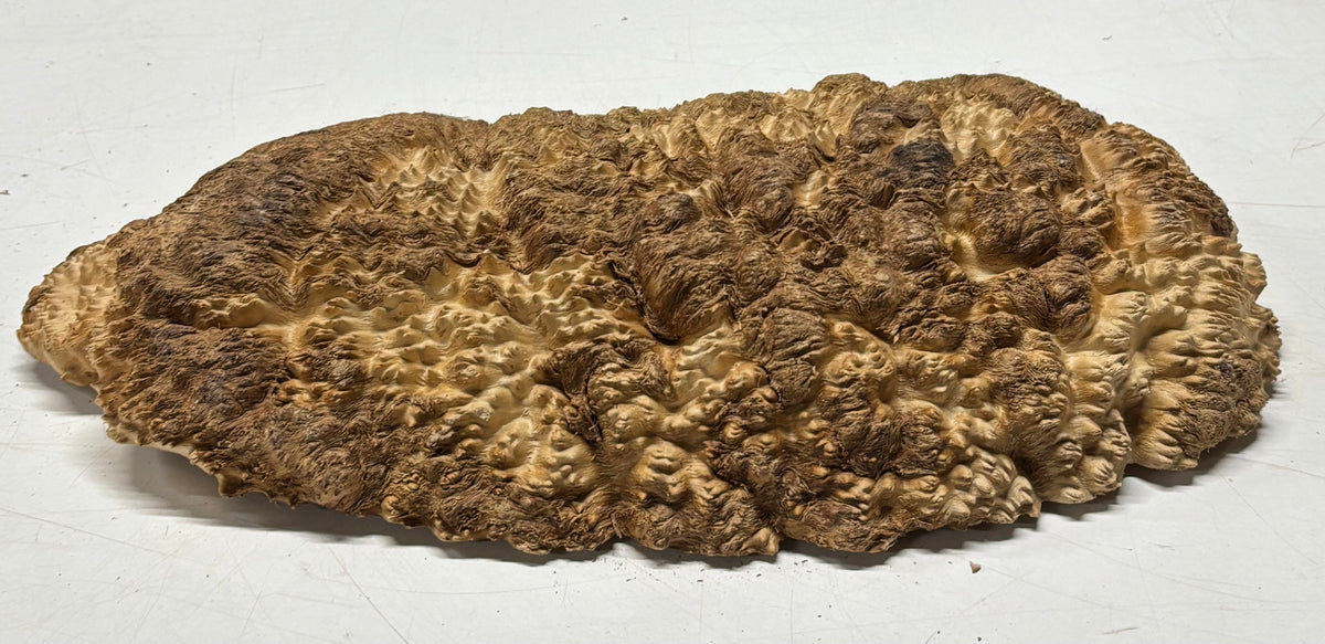 Brown Mallee Burl Cap 15.5" x 7.5" x 2" 7.4 Lbs #7089 - Exotic Wood Zone