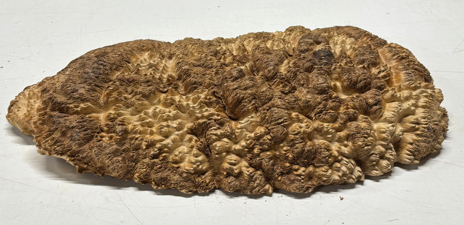 Brown Mallee Burl Cap 15.5" x 7.5" x 2" 7.4 Lbs #7089 - Exotic Wood Zone