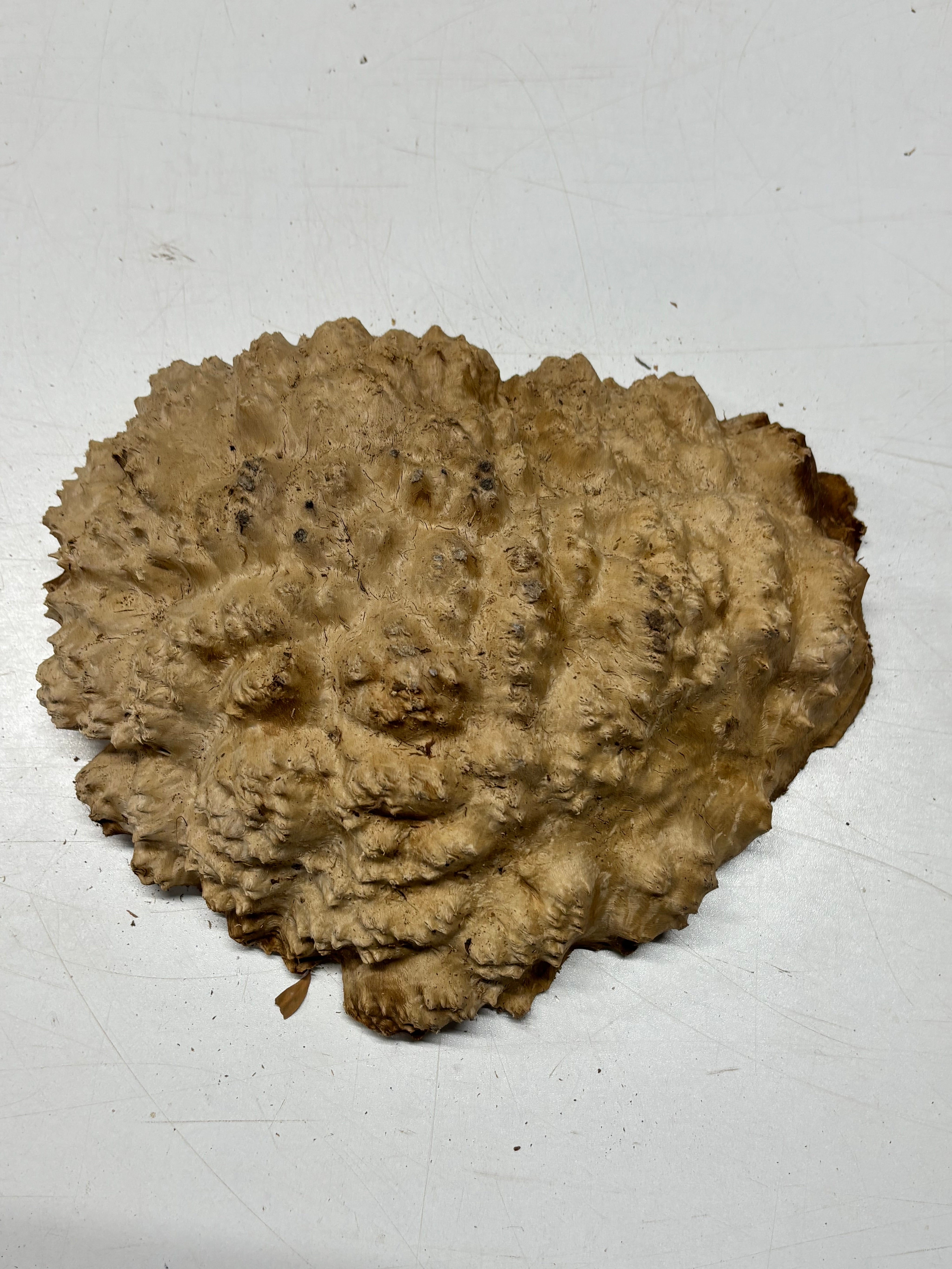 Brown Mallee Burl Cap 10" x 8" x 3" 5.8 Lbs #7090 - Exotic Wood Zone