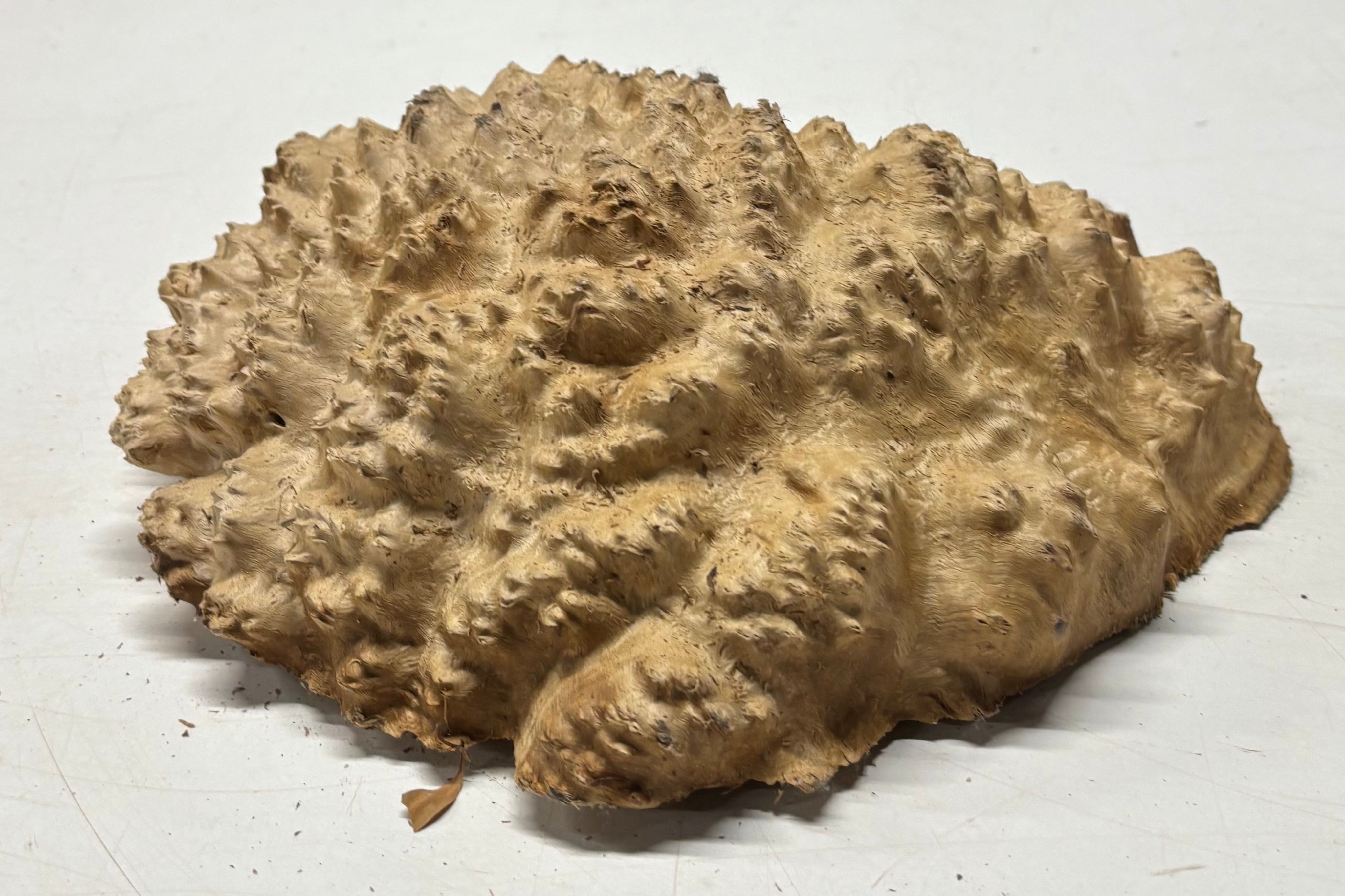 Brown Mallee Burl Cap 10" x 8" x 3" 5.8 Lbs #7090 - Exotic Wood Zone