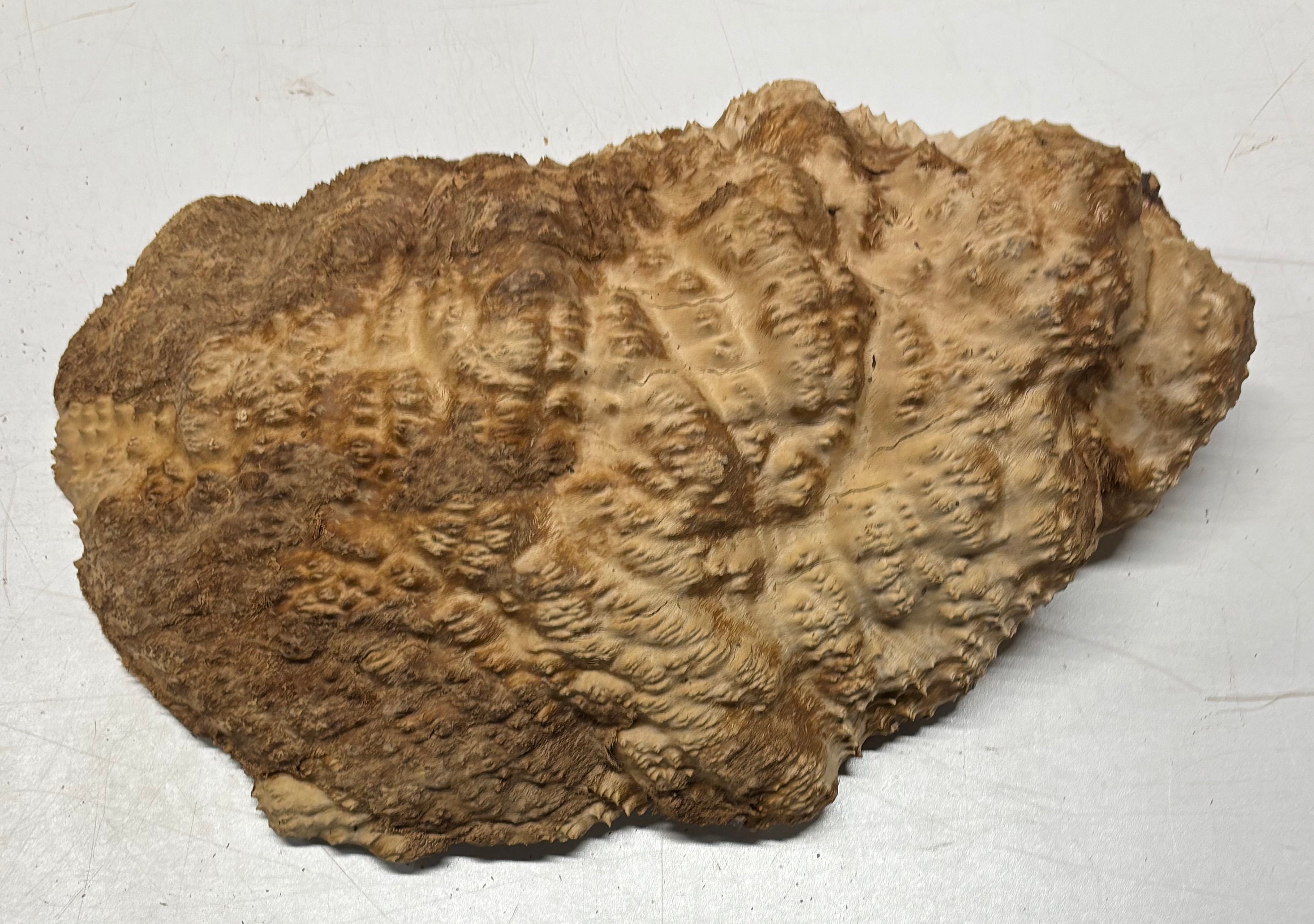 Brown Mallee Burl Cap 14" x 6.5" x 3" 9 Lbs #7091 - Exotic Wood Zone