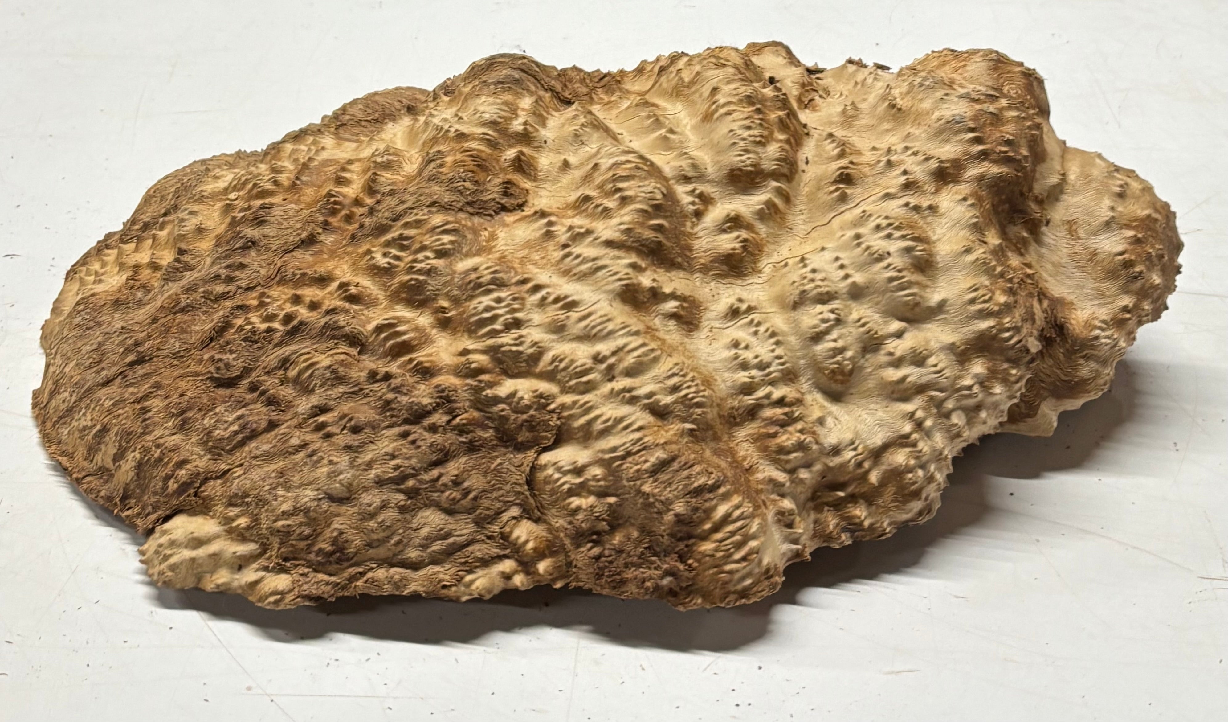 Brown Mallee Burl Cap 14" x 6.5" x 3" 9 Lbs #7091 - Exotic Wood Zone