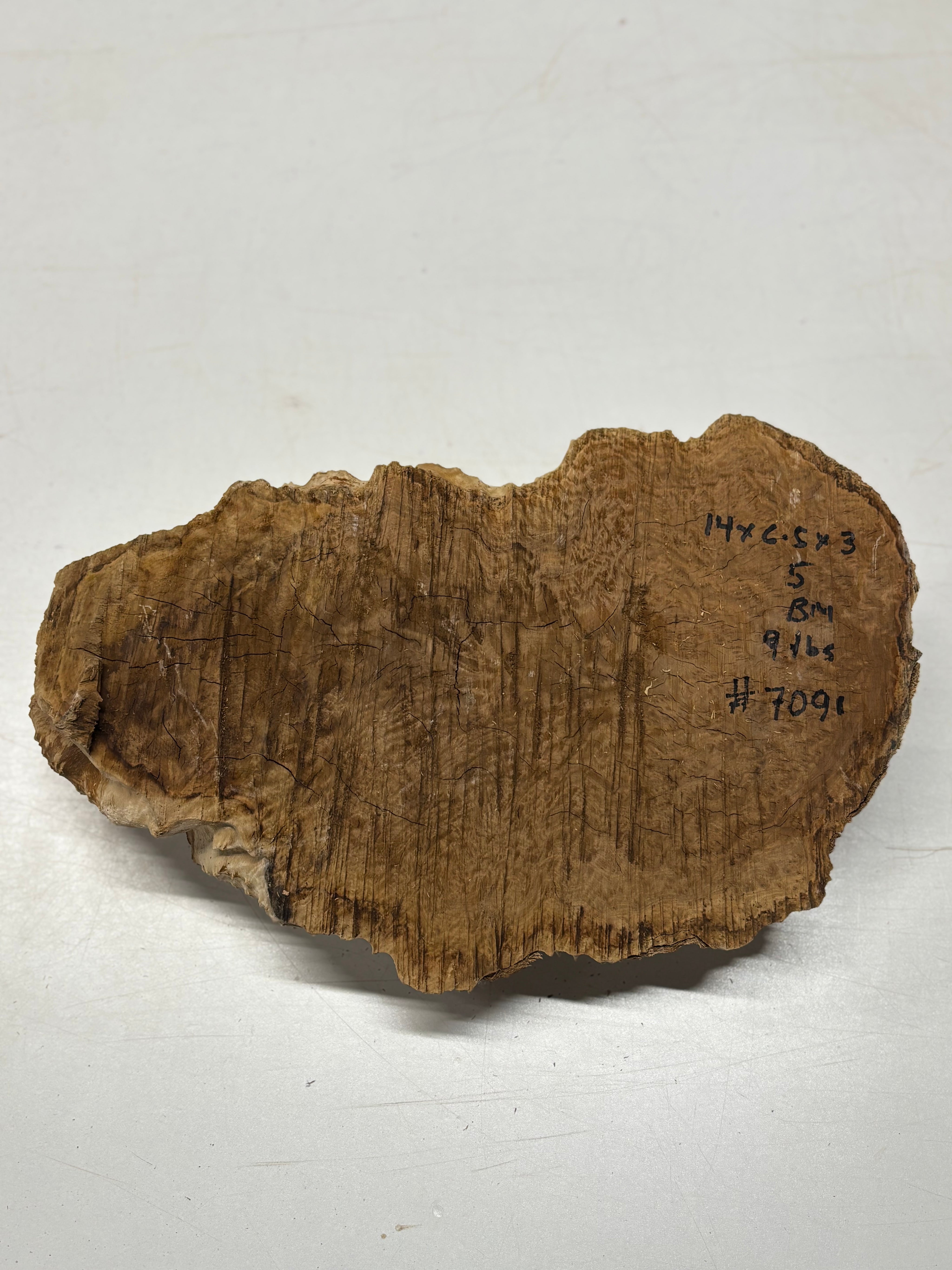 Brown Mallee Burl Cap 14" x 6.5" x 3" 9 Lbs #7091 - Exotic Wood Zone
