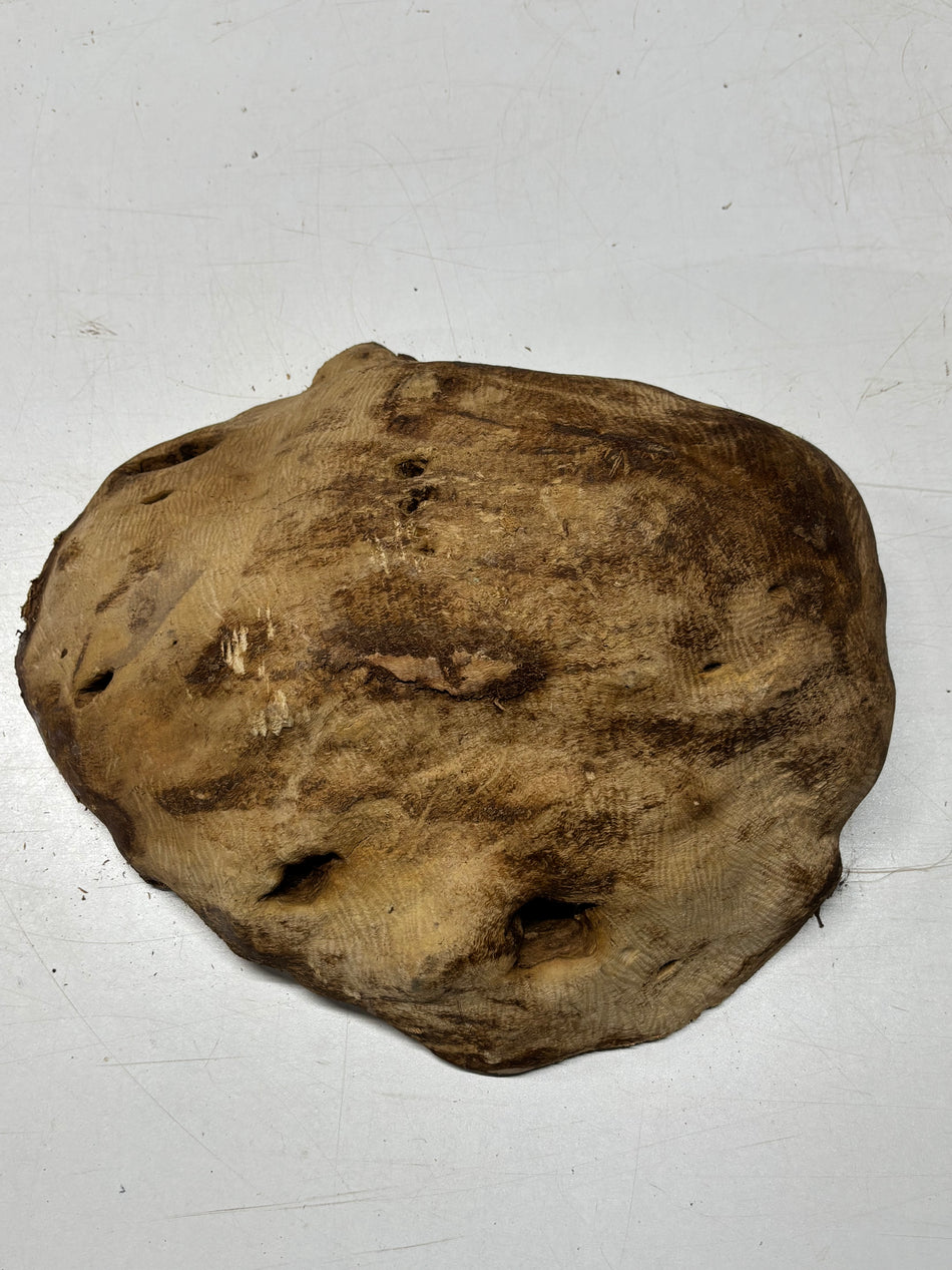 Brown Mallee Burl Cap 12.5" x 10" x 4" 9.8 Lbs #7092 - Exotic Wood Zone