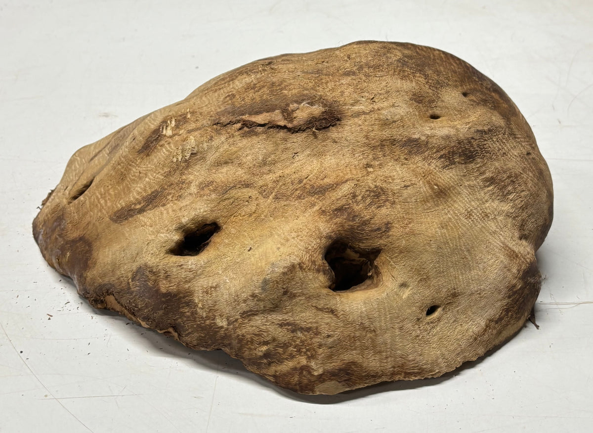 Brown Mallee Burl Cap 12.5" x 10" x 4" 9.8 Lbs #7092 - Exotic Wood Zone