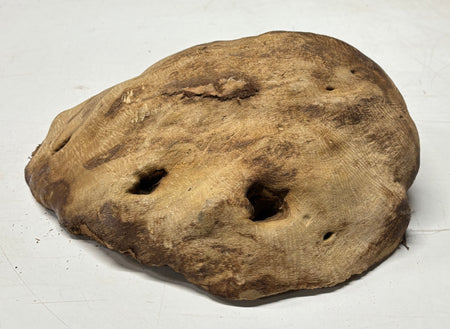 Brown Mallee Burl Cap 12.5" x 10" x 4" 9.8 Lbs #7092 - Exotic Wood Zone