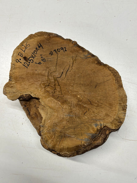 Brown Mallee Burl Cap 12.5" x 10" x 4" 9.8 Lbs #7092 - Exotic Wood Zone