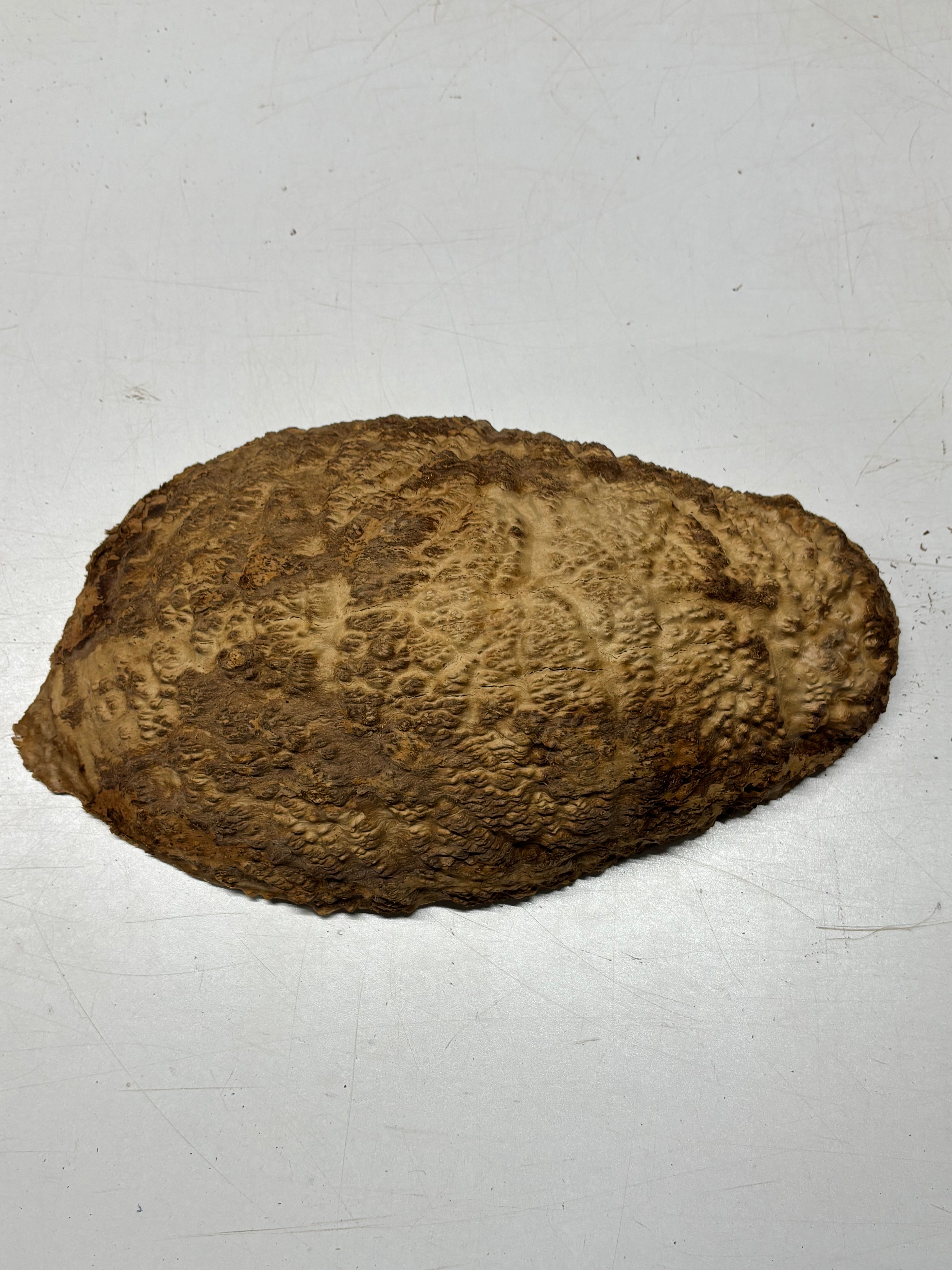Brown Mallee Burl Cap 13" x 6.5" x 3" 8 Lbs #7093 - Exotic Wood Zone