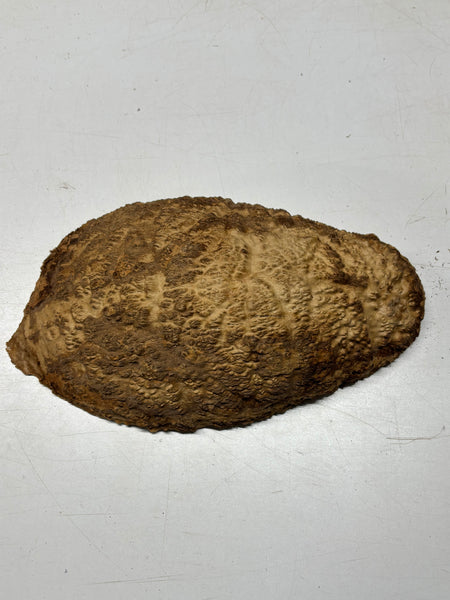 Brown Mallee Burl Cap 13" x 6.5" x 3" 8 Lbs #7093 - Exotic Wood Zone