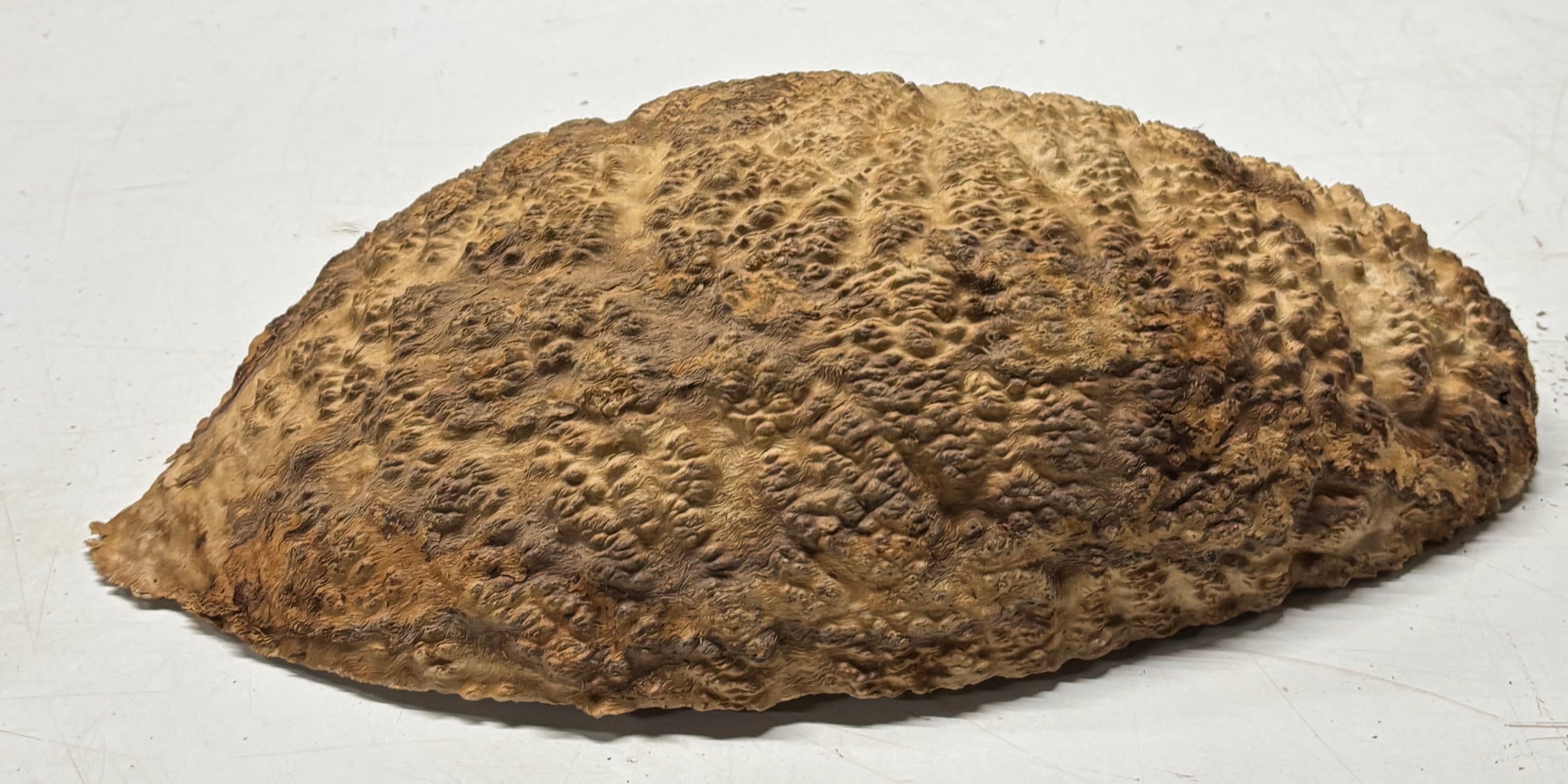 Brown Mallee Burl Cap 13" x 6.5" x 3" 8 Lbs #7093 - Exotic Wood Zone