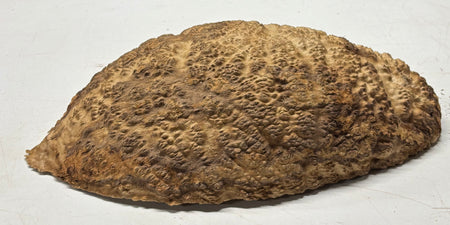 Brown Mallee Burl Cap 13" x 6.5" x 3" 8 Lbs #7093 - Exotic Wood Zone
