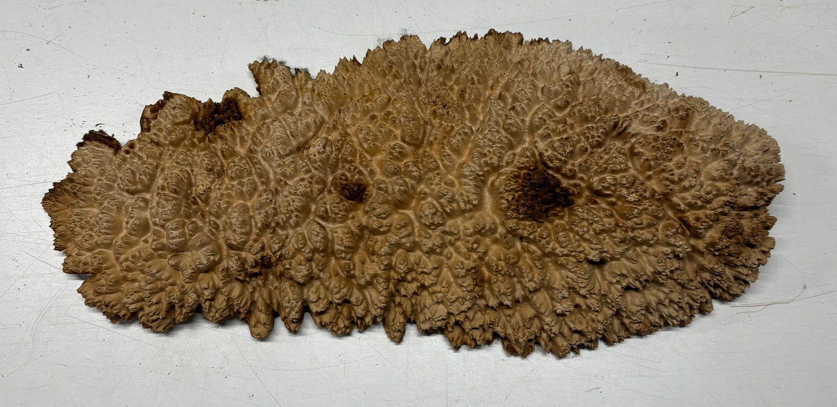 Brown Mallee Burl Cap 17" x 6.5" x 1.5" 5.4 Lbs #7094 - Exotic Wood Zone