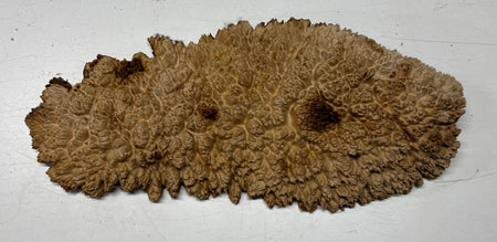 Brown Mallee Burl Cap 17" x 6.5" x 1.5" 5.4 Lbs #7094 - Exotic Wood Zone