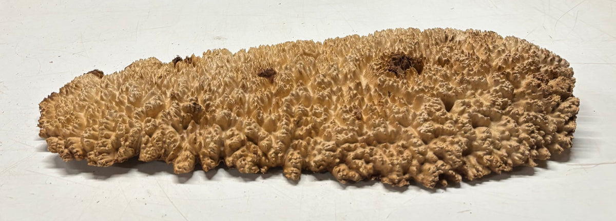 Brown Mallee Burl Cap 17" x 6.5" x 1.5" 5.4 Lbs #7094 - Exotic Wood Zone