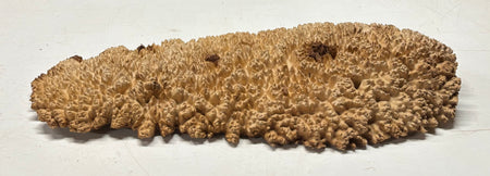 Brown Mallee Burl Cap 17" x 6.5" x 1.5" 5.4 Lbs #7094 - Exotic Wood Zone