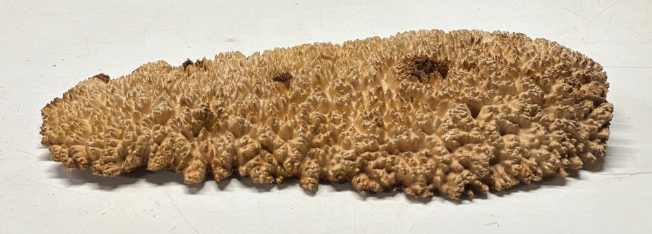 Brown Mallee Burl Cap 17" x 6.5" x 1.5" 5.4 Lbs #7094 - Exotic Wood Zone