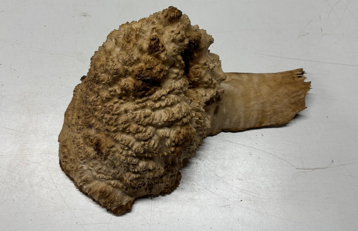 Brown Mallee Burl Cap 7" x 6" x 7.5" 7.15 Lbs #7095 - Exotic Wood Zone