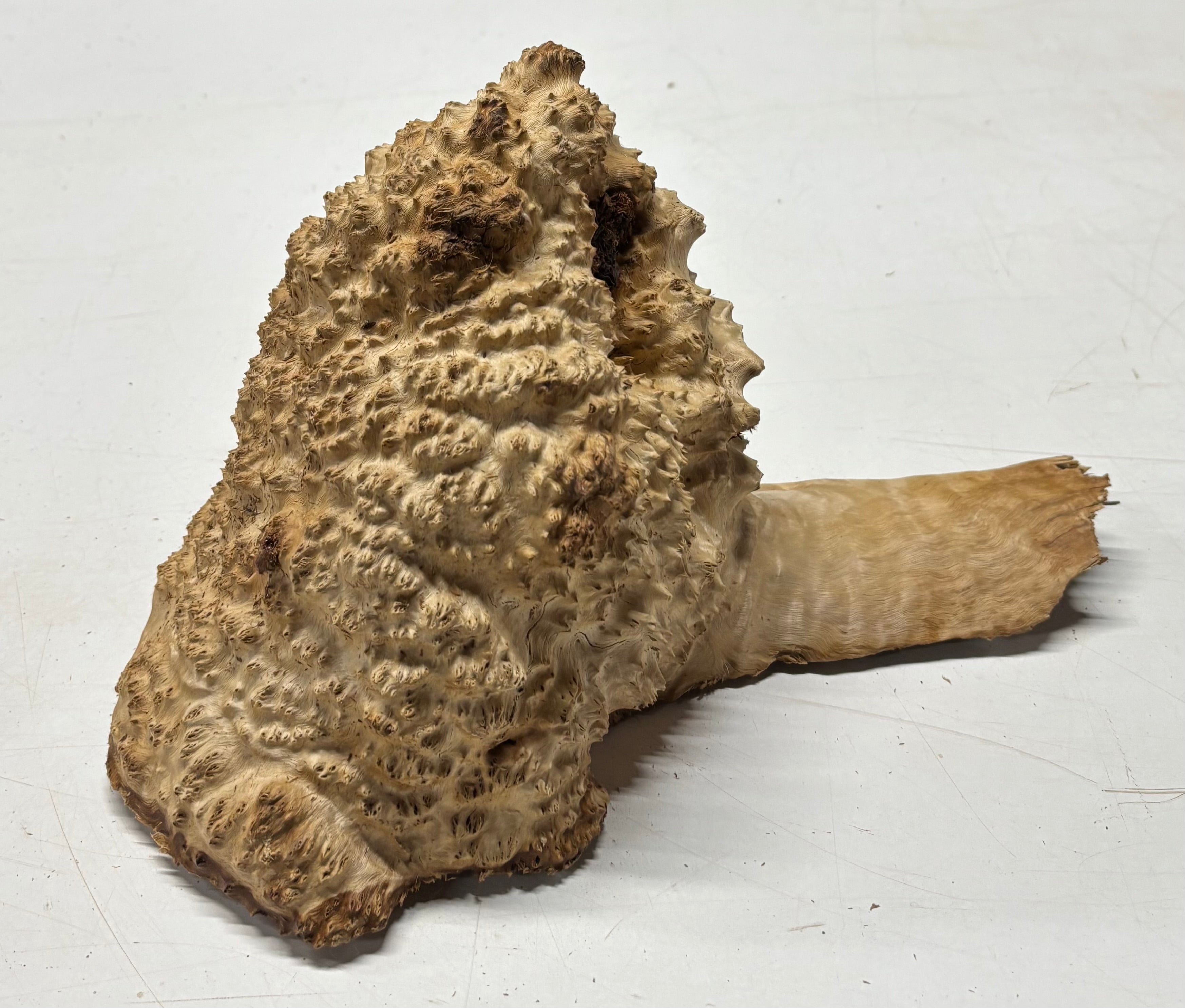 Brown Mallee Burl Cap 7" x 6" x 7.5" 7.15 Lbs #7095 - Exotic Wood Zone