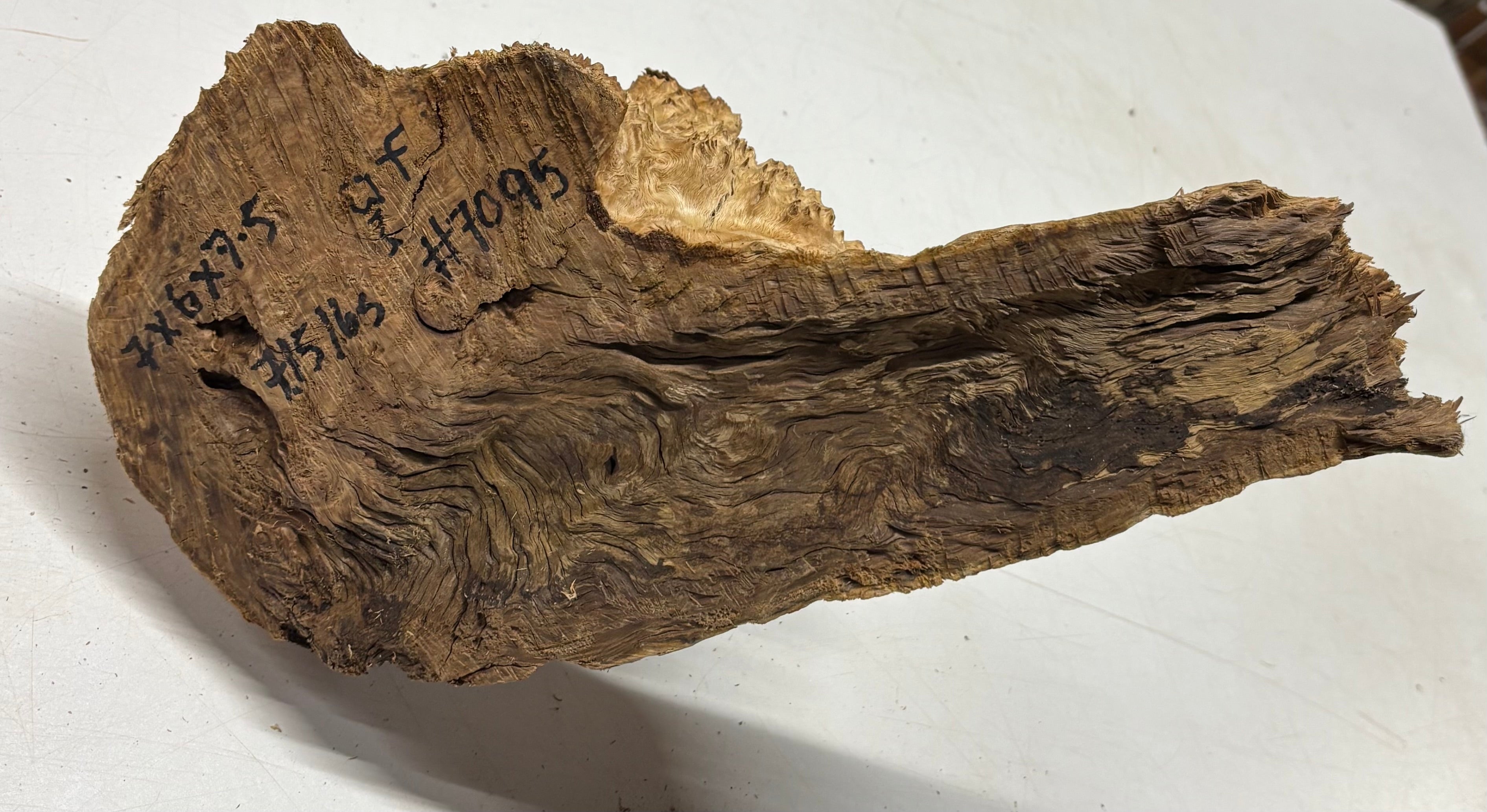 Brown Mallee Burl Cap 7" x 6" x 7.5" 7.15 Lbs #7095 - Exotic Wood Zone