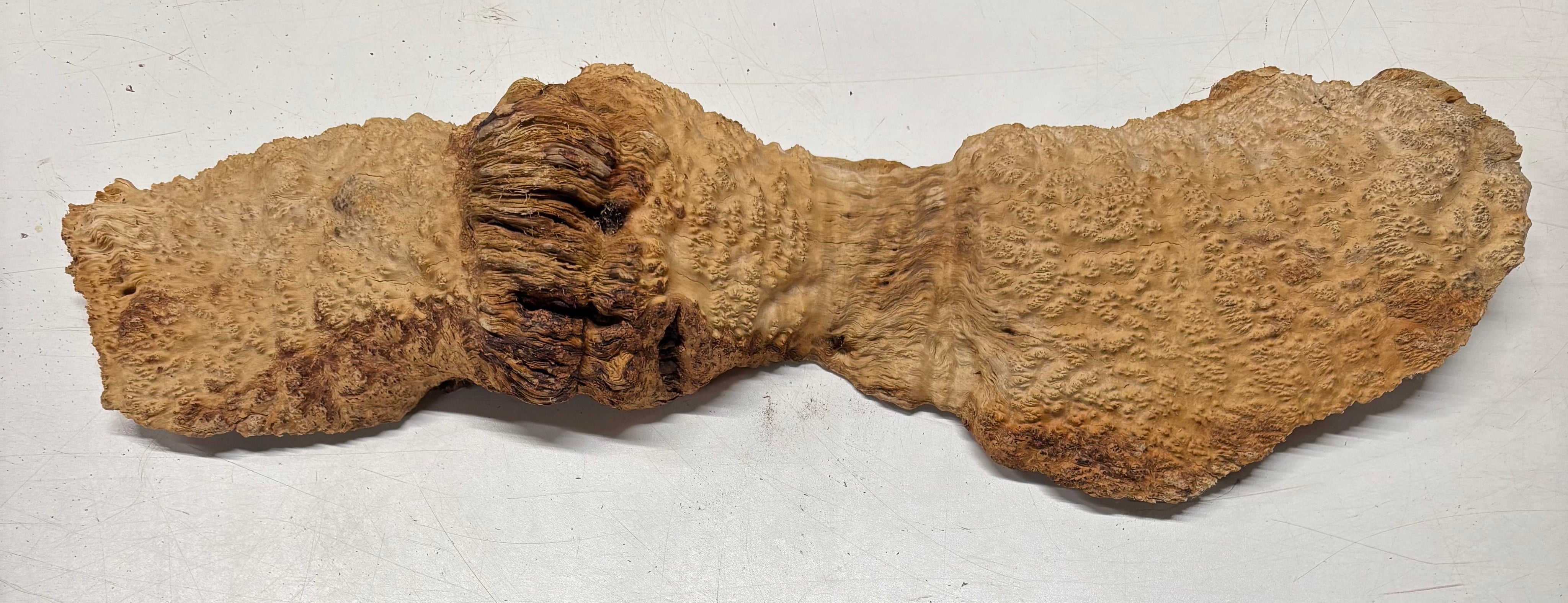 Brown Mallee Burl Cap 24" x 4" x 2" 6.6 Lbs #7096 - Exotic Wood Zone