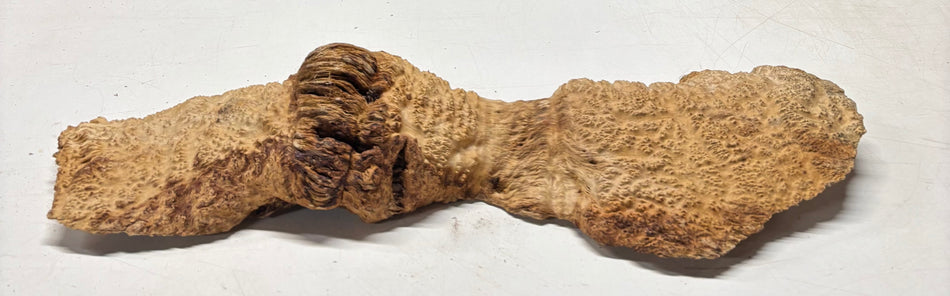 Brown Mallee Burl Cap 24" x 4" x 2" 6.6 Lbs #7096 - Exotic Wood Zone