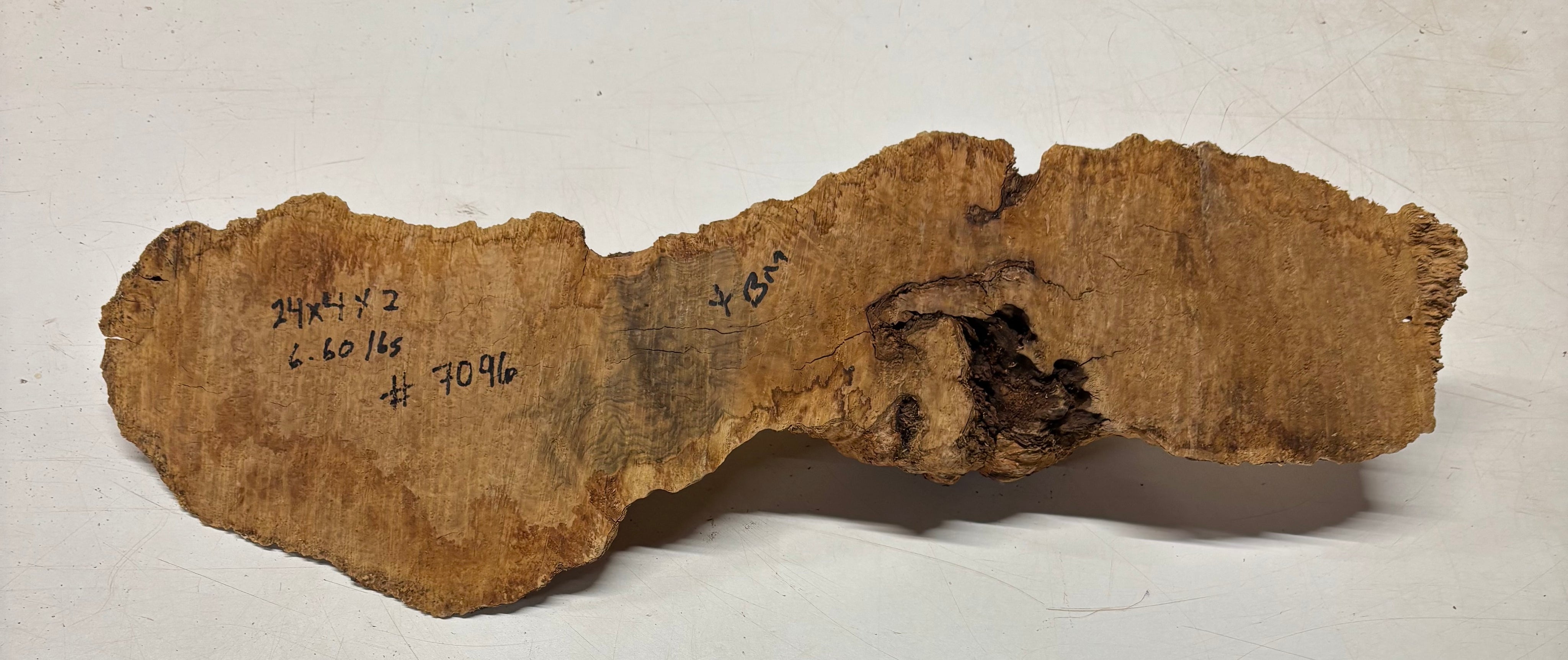 Brown Mallee Burl Cap 24" x 4" x 2" 6.6 Lbs #7096 - Exotic Wood Zone