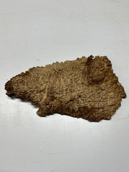 Brown Mallee Burl Cap 16" x 6.5" x 1.5" 5.85 Lbs #7097 - Exotic Wood Zone