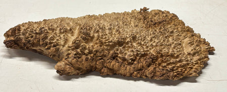 Brown Mallee Burl Cap 16" x 6.5" x 1.5" 5.85 Lbs #7097 - Exotic Wood Zone